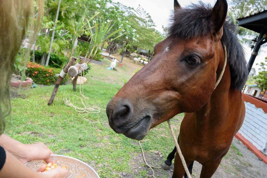 Cowboy Farm Resort Pattaya Ban Huai Yai Bagian luar foto